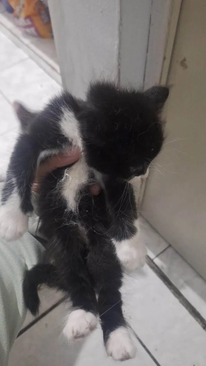 Gato ra a Siamês idade Abaixo de 2 meses nome Filhote 