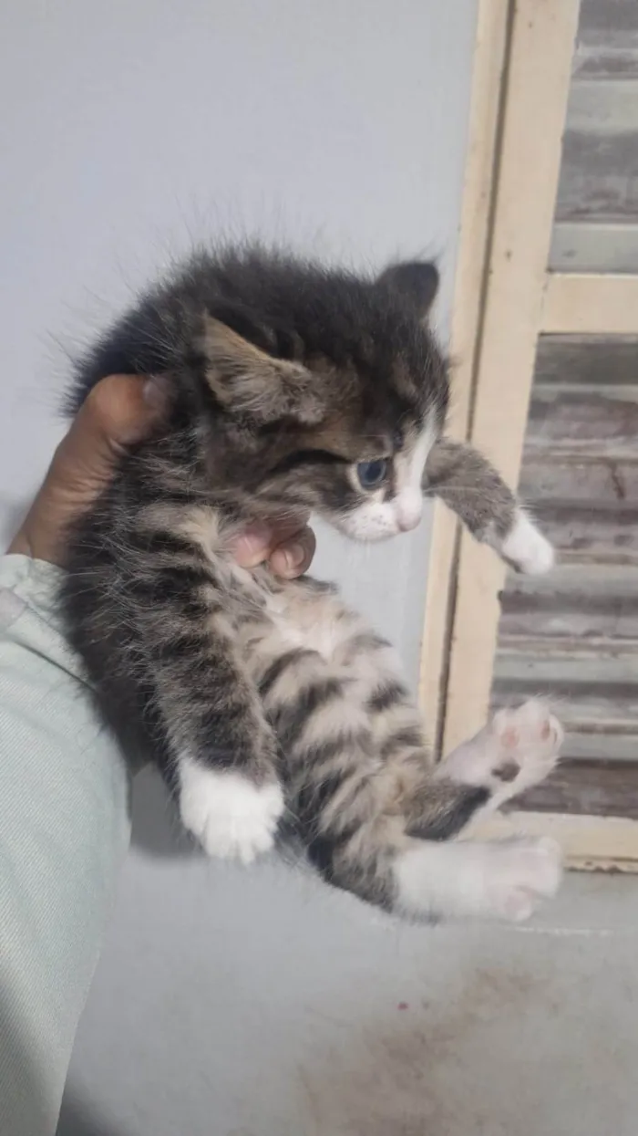Gato ra a Siamês idade Abaixo de 2 meses nome Filhote 