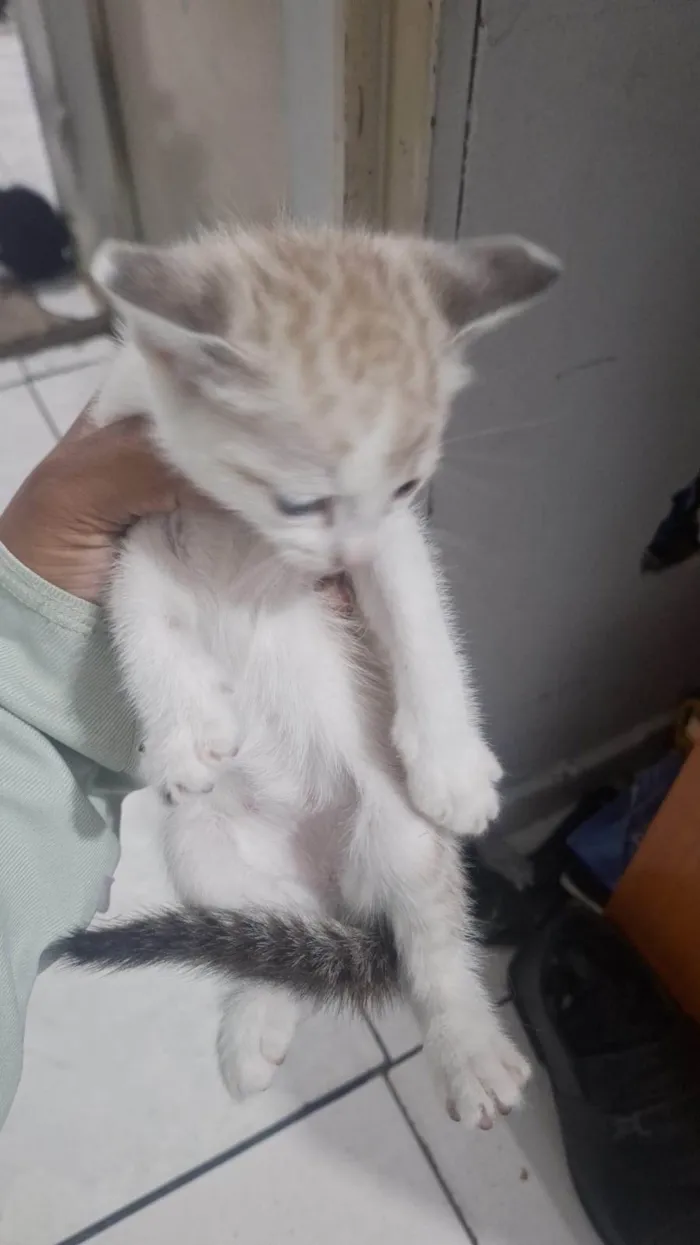 Gato ra a Siamês idade Abaixo de 2 meses nome Filhote 