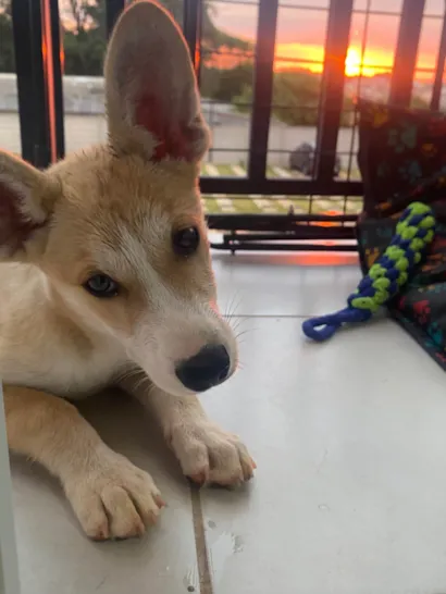 Cachorro raça Husky Siberiano idade 2 a 6 meses nome SAGA