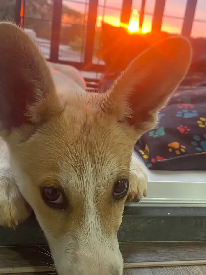 Cachorro ra a Husky Siberiano idade 2 a 6 meses nome SAGA