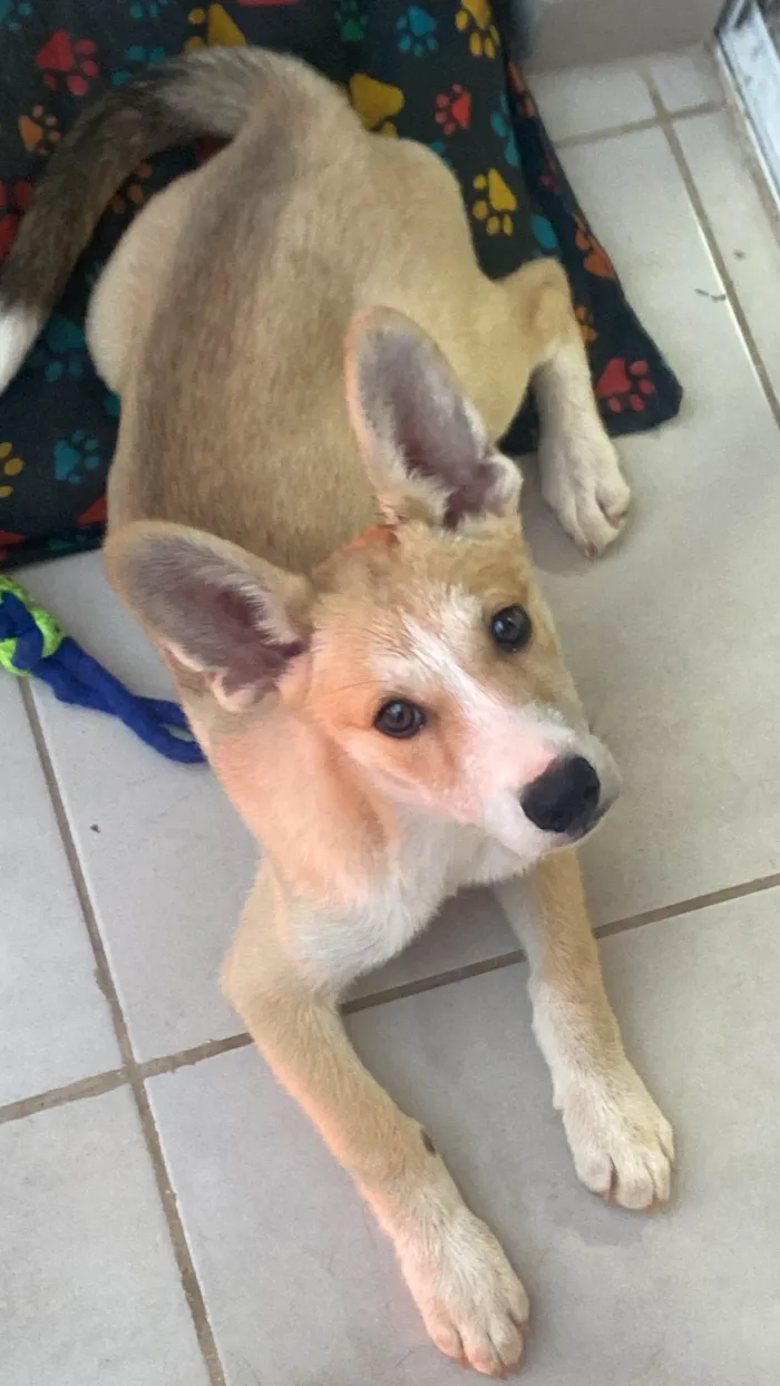 Cachorro ra a Husky Siberiano idade 2 a 6 meses nome SAGA