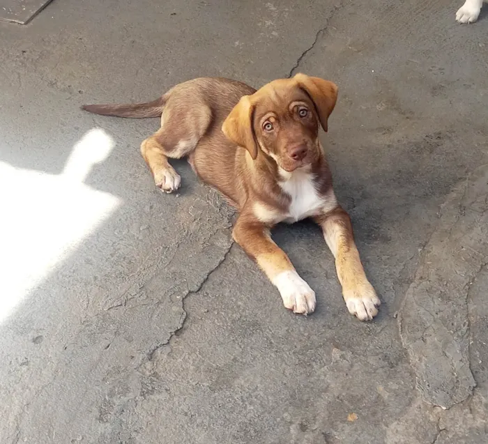 Cachorro ra a SRD-ViraLata idade 2 a 6 meses nome Marshall