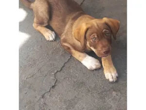 Cachorro raça SRD-ViraLata idade 2 a 6 meses nome Marshall