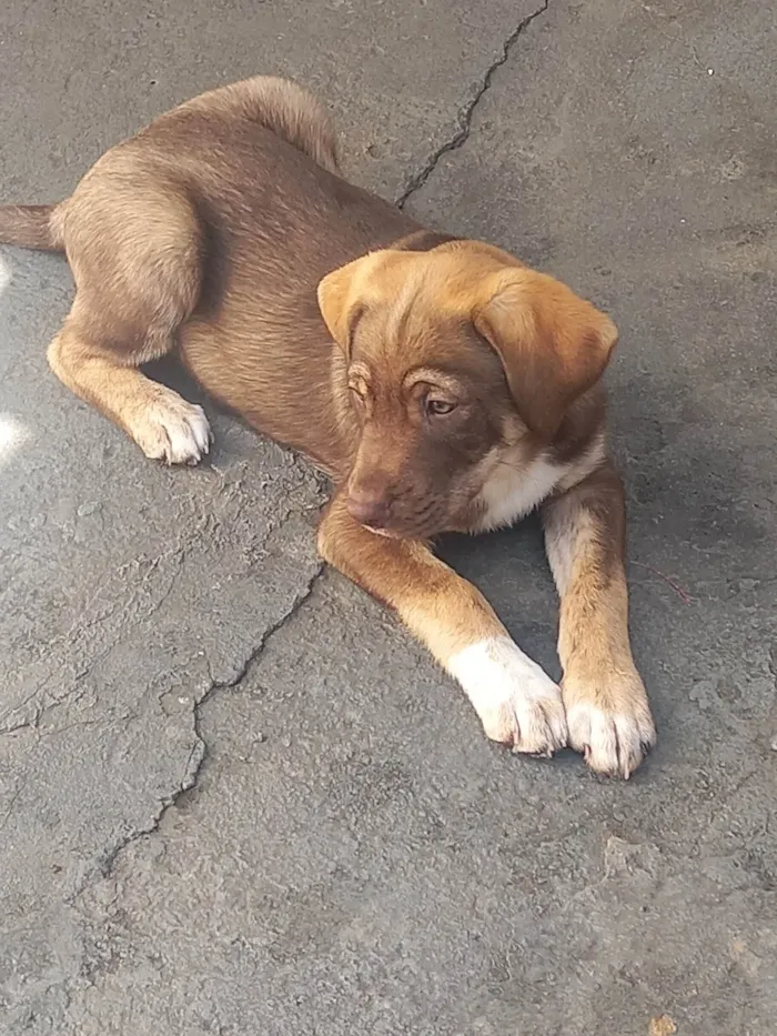 Cachorro ra a SRD-ViraLata idade 2 a 6 meses nome Marshall