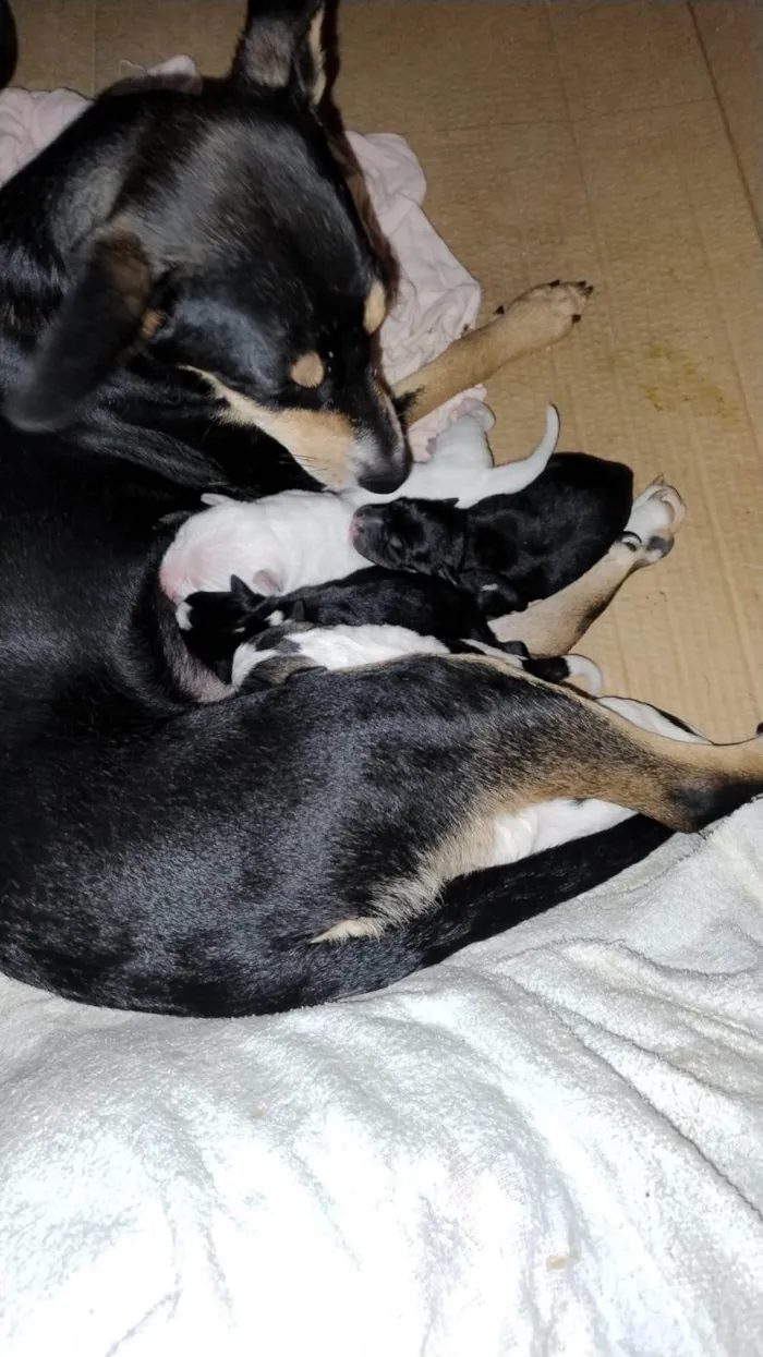 Cachorro ra a SRD-ViraLata idade 2 a 6 meses nome 5 filhotes 