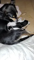 5 filhotes