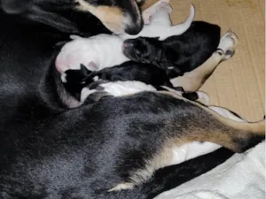 Cachorro ra a SRD-ViraLata idade 2 a 6 meses nome 5 filhotes 