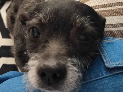 Cachorro raça SRD-ViraLata idade 6 ou mais anos nome Bruce 
