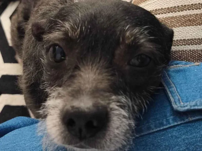 Cachorro ra a SRD-ViraLata idade 6 ou mais anos nome Bruce 