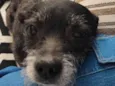 Bruce