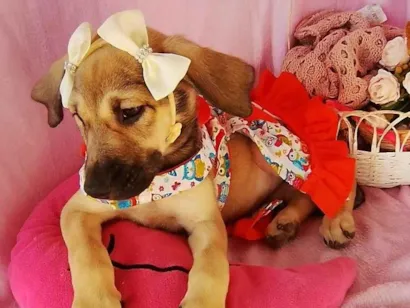 Cachorro raça SRD-ViraLata idade 2 a 6 meses nome Lara