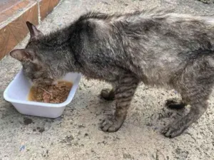 Gato raça SRD-ViraLata idade 2 a 6 meses nome Falar com Bruno - Whats 11 96712-7296