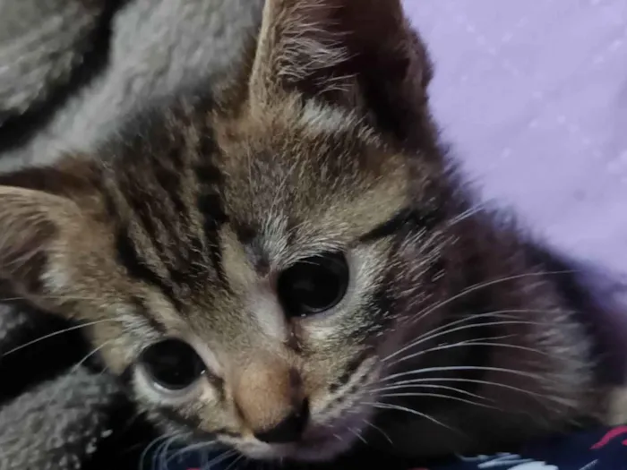 Gato ra a Exótico idade 2 a 6 meses nome Suzi e mel