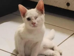 Gato raça SRD-ViraLata idade 2 a 6 meses nome Piscadela
