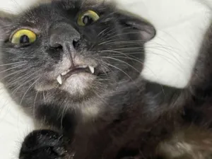 Gato raça Angorá idade 2 a 6 meses nome Pretinho