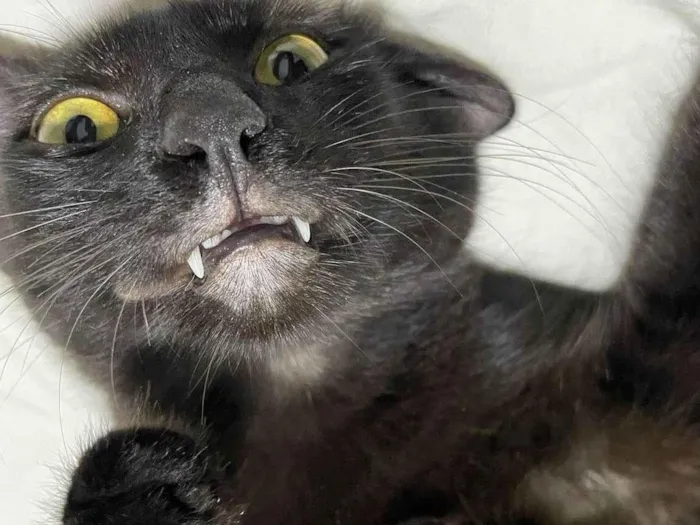 Gato ra a Angorá idade 2 a 6 meses nome Pretinho
