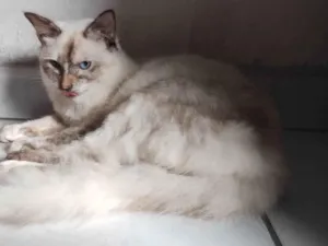 Gato raça Angorá idade 7 a 11 meses nome Marie