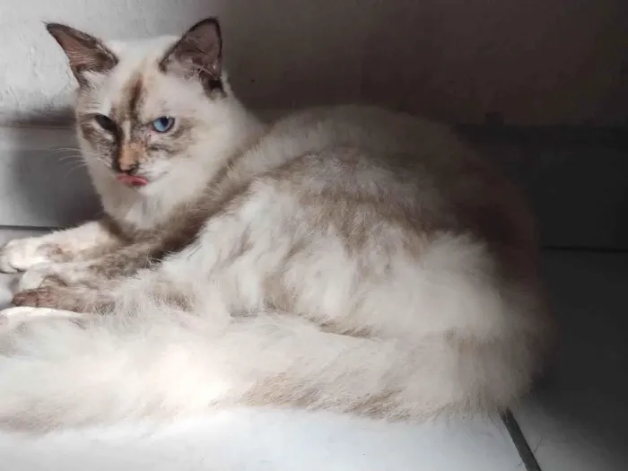 Gato ra a Angorá idade 7 a 11 meses nome Marie
