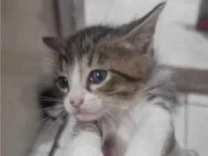 Gato raça Siamês idade Abaixo de 2 meses nome Filhote 