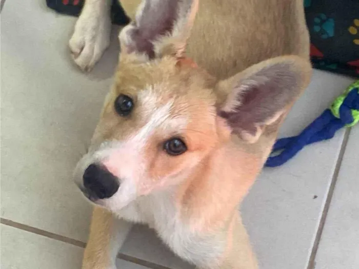 Cachorro ra a Husky Siberiano idade 2 a 6 meses nome SAGA