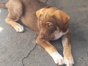 Cachorro raça SRD-ViraLata idade 2 a 6 meses nome Marshall