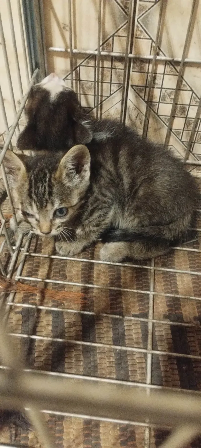 Gato ra a SRD-ViraLata idade 2 a 6 meses nome Sem nome
