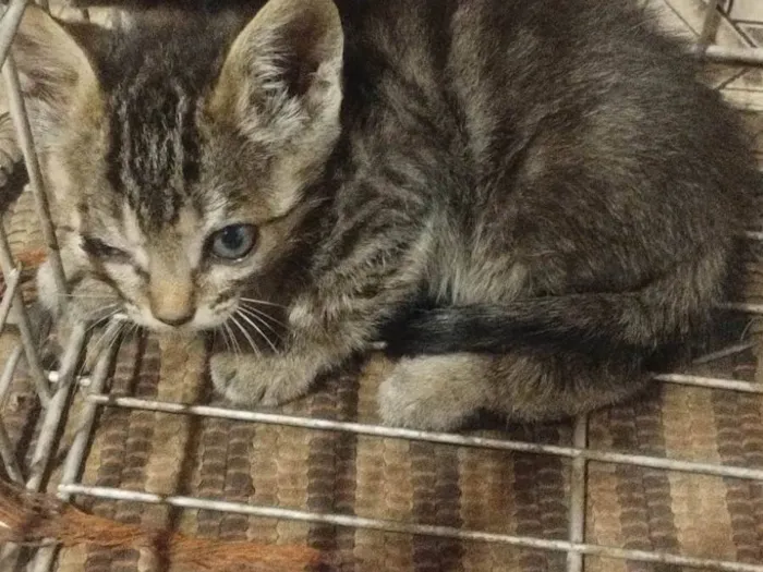 Gato ra a SRD-ViraLata idade 2 a 6 meses nome Sem nome
