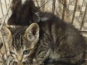 Gato raça SRD-ViraLata idade 2 a 6 meses nome Sem nome