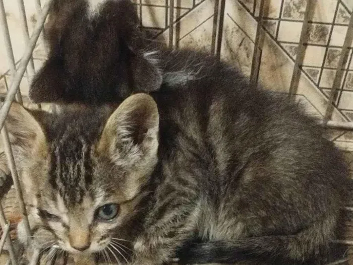 Gato ra a SRD-ViraLata idade 2 a 6 meses nome Sem nome