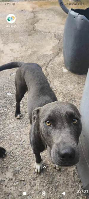 Cachorro raça Pit-Bull idade 2 anos nome Apollo 