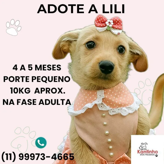 Cachorro ra a SRD-ViraLata idade 2 a 6 meses nome Lili