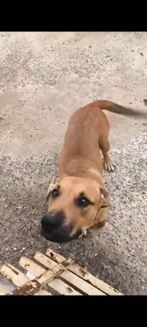 Cachorro raça Pit-Bull idade 1 ano nome Brisa