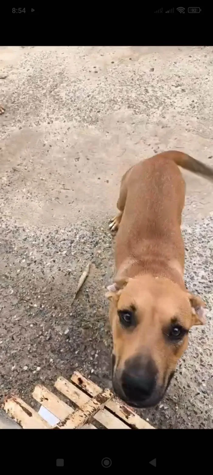 Cachorro ra a Pit-Bull idade 1 ano nome Brisa