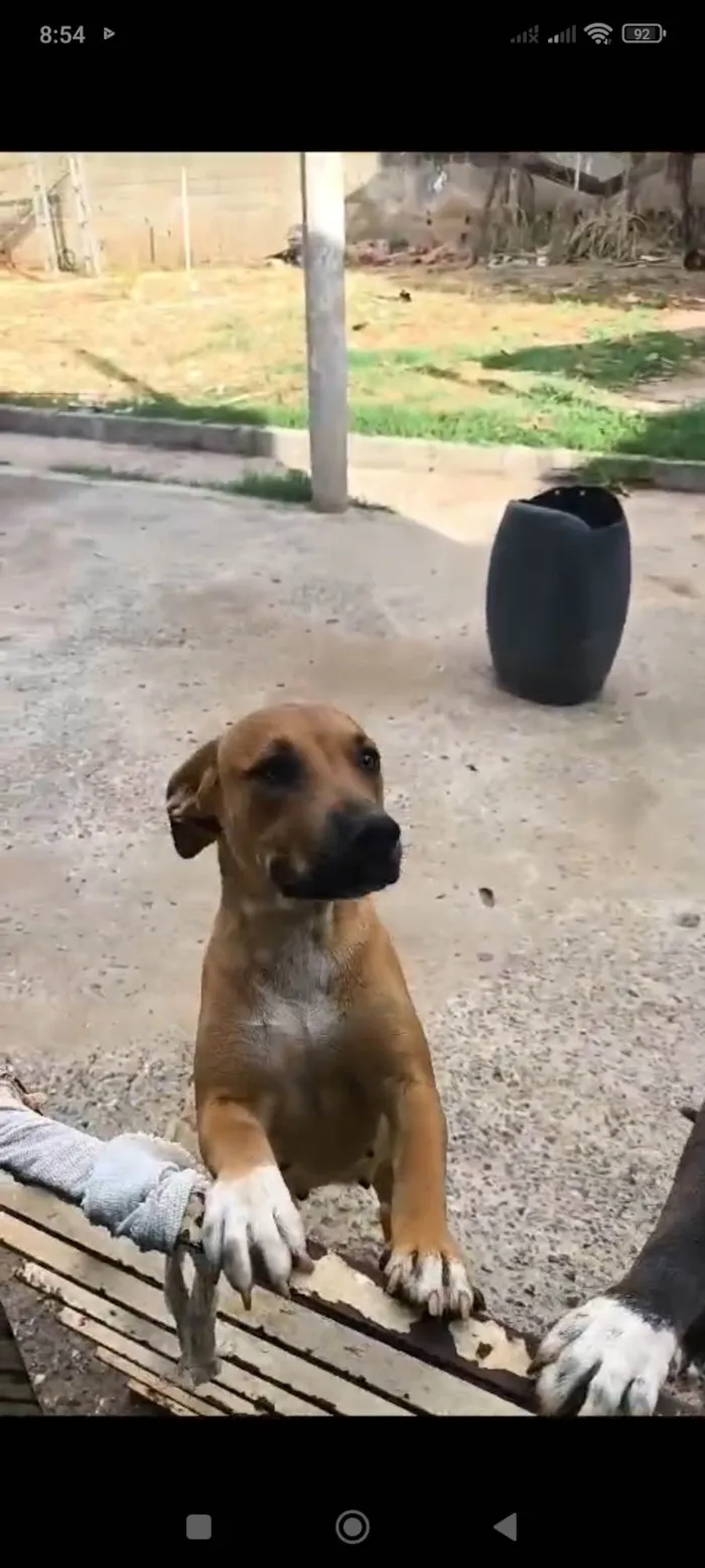 Cachorro ra a Pit-Bull idade 1 ano nome Brisa