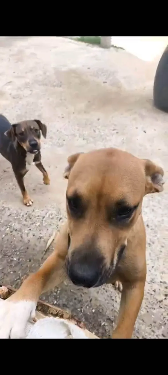 Cachorro ra a Pit-Bull idade 1 ano nome Brisa