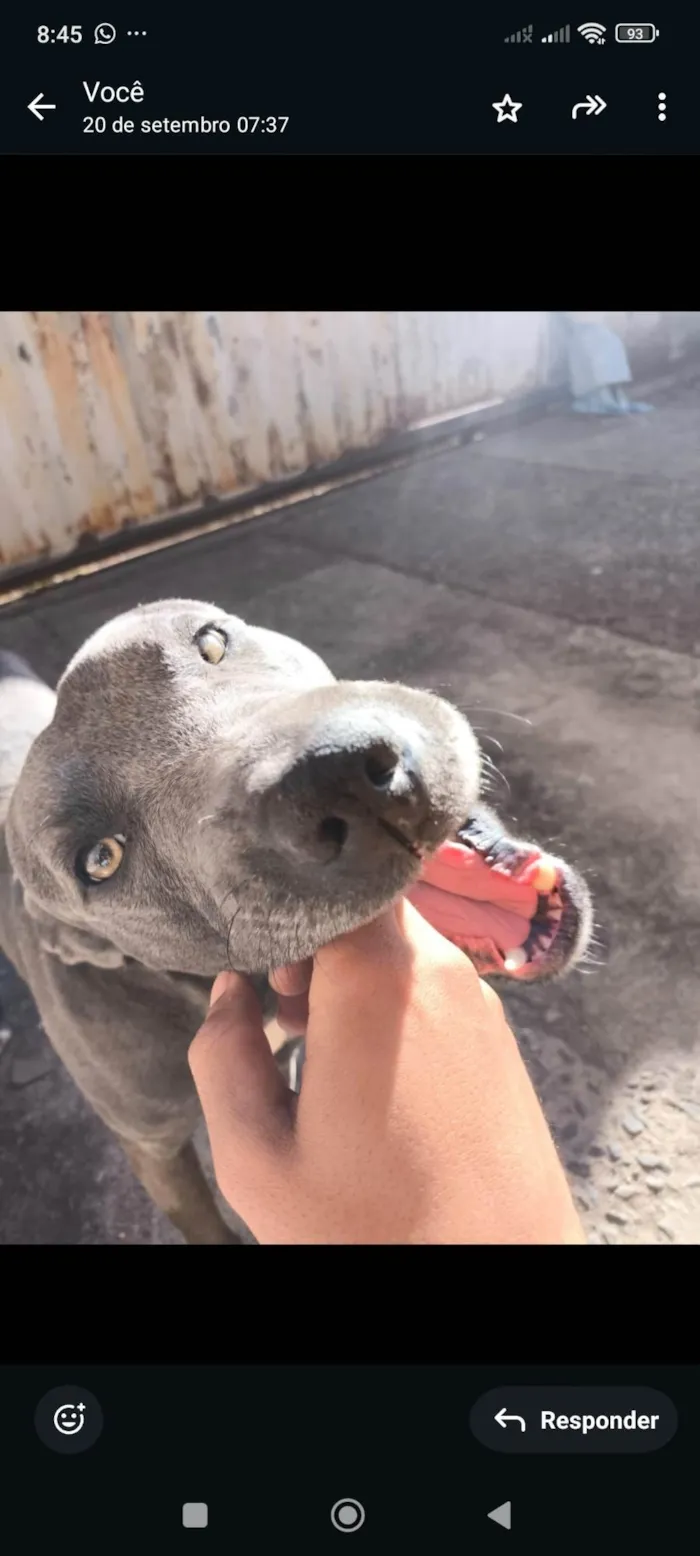 Cachorro ra a Pit-Bull idade 2 anos nome Apollo 