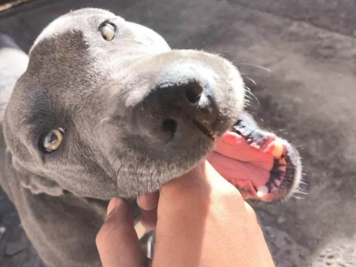 Cachorro ra a Pit-Bull idade 2 anos nome Apollo 