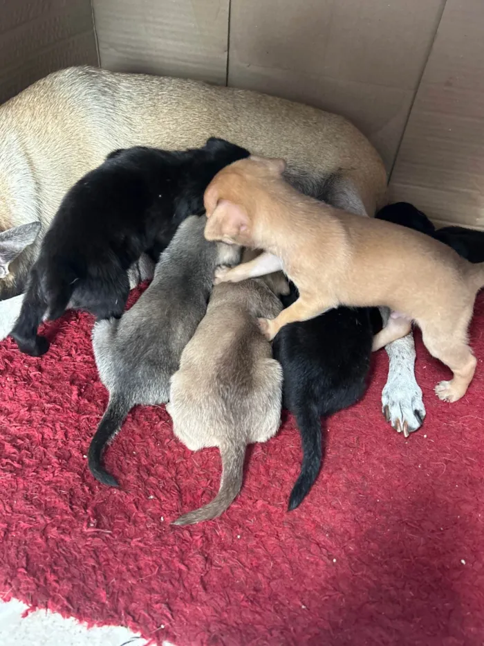 Cachorro ra a SRD-ViraLata idade Abaixo de 2 meses nome Tila