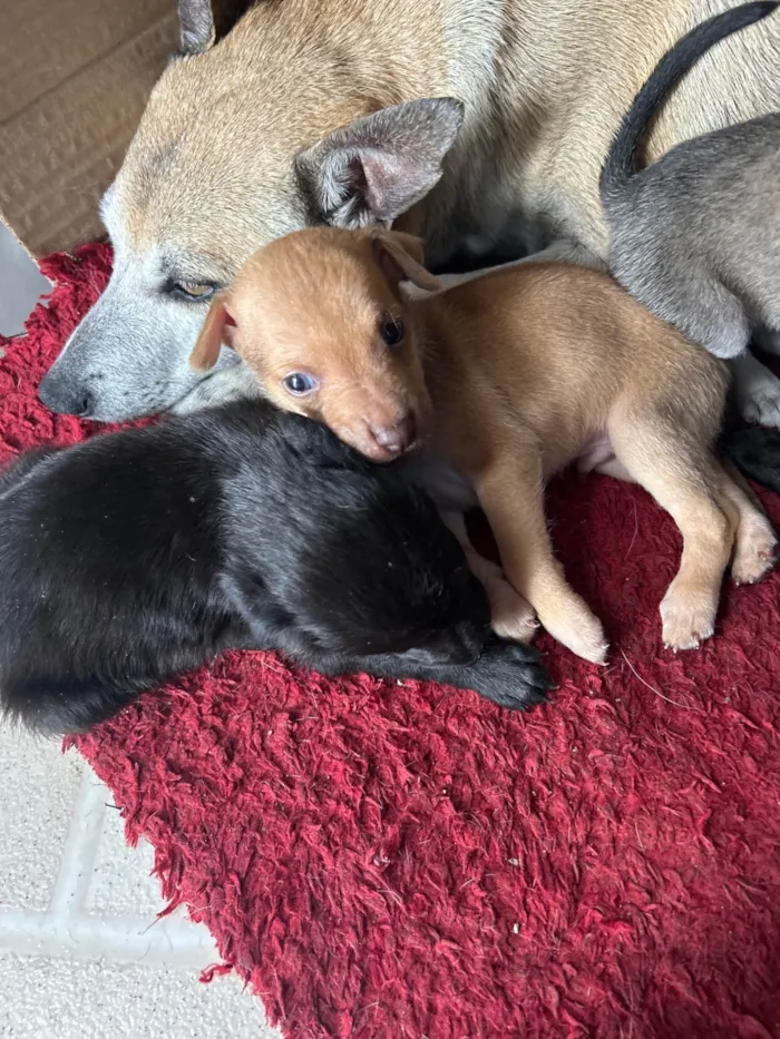 Cachorro ra a SRD-ViraLata idade Abaixo de 2 meses nome Tila