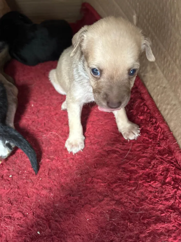 Cachorro ra a SRD-ViraLata idade Abaixo de 2 meses nome Tila