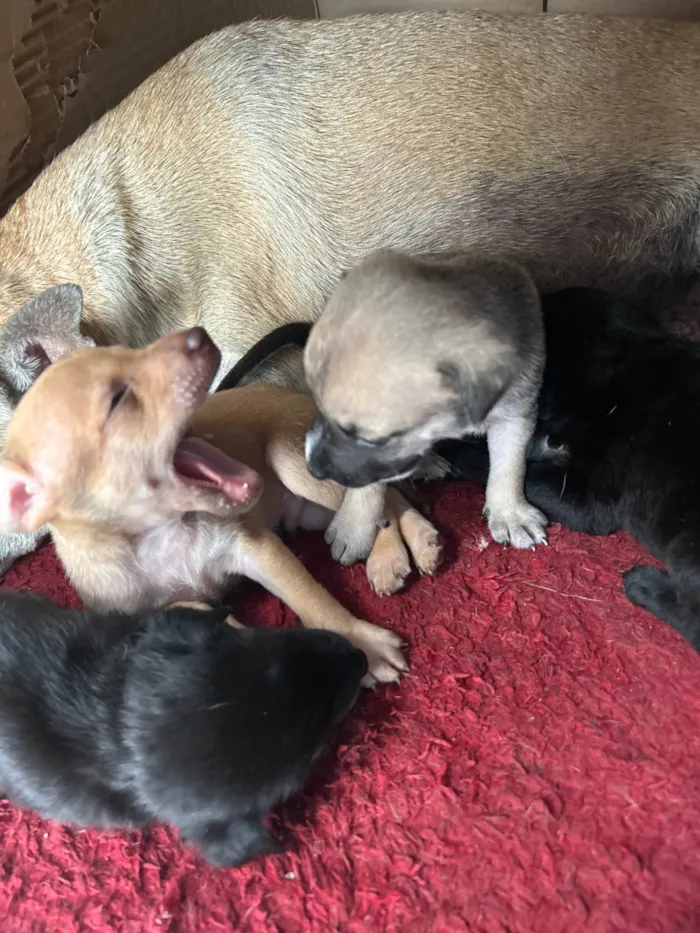 Cachorro ra a SRD-ViraLata idade Abaixo de 2 meses nome Tila