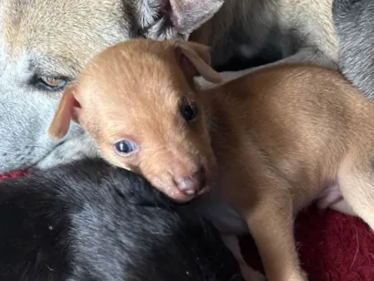 Cachorro raça SRD-ViraLata idade Abaixo de 2 meses nome Tila