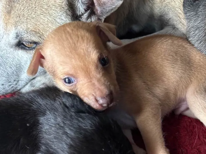 Cachorro ra a SRD-ViraLata idade Abaixo de 2 meses nome Tila