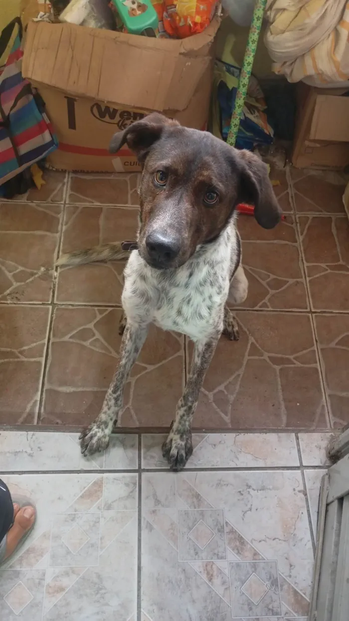 Cachorro ra a SRD-ViraLata idade 7 a 11 meses nome Oreo 
