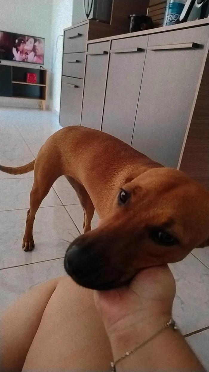 Cachorro ra a SRD-ViraLata idade 2 a 6 meses nome Layla