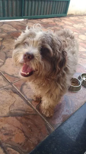 Cachorro raça Shitzu idade 5 anos nome Desconhecido