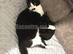 Gato raça SRD-ViraLata idade 5 anos nome Leaozinho