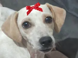 Cachorro raça SRD-ViraLata idade 2 a 6 meses nome Luna 