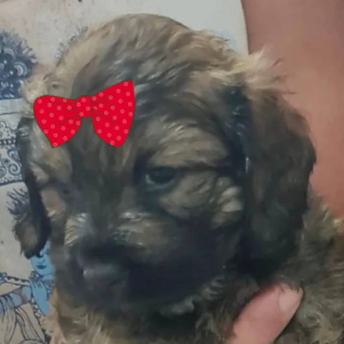 Cachorro ra a SRD-ViraLata idade Abaixo de 2 meses nome Sofia 
